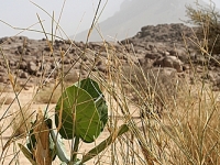 Algerien Tassili n Ahaggar 2_Tassili_n_Ahaggar_2