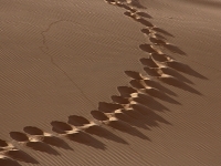 Algerien Tassili n Ajjer 17_Spuren
