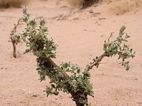 Algerien Tassili n Ajjer 27_Tassili_n_Ajjer_6