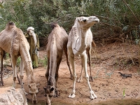 Algerien Tassili n Ajjer 32_Tassili_n_Ajjer_Guelta