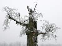 Alter_von_Nattheim