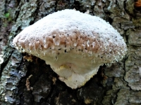 Dietz_Werner_Baumpilz