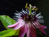 Dietz_Werner_Passionsblume