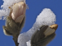 Neuner-Martin_-Magnolienknospe