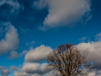 Baum CRW_2678