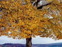 Baum, Herbst P1000842