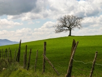 Baum IMG_3542