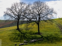 Baum IMG_3551