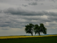 Baum IMG_3710