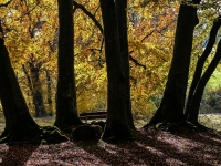 Baum IMG_5698