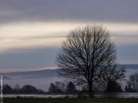 Baum PB246307