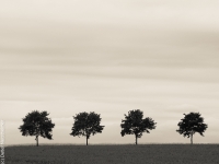 Baum, Quartett P5255041