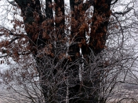 Baum Wege