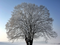 Baum, Zang IMG_0143