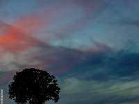 Baum, Zang IMG_0589