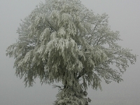 Baum, Zang IMG_5969