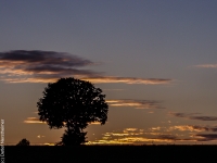 Baum, Zang P7289088