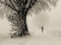 Baum, Zang _MG_2623