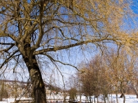 Baum, Zang _MG_2911-9