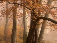 Herbstwald-2-2