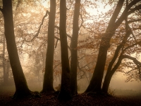 Herbstwald-3-2