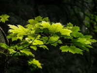 Laub, Licht IMG_3924