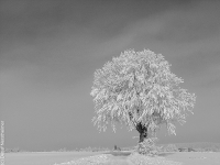 Winter, Zang P1103286