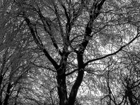 Winter, Zang P1113330
