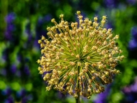 Blume IMG_1566a