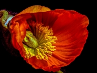Blume, Mohn CRW_2932