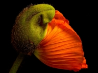 Blume, Mohn CRW_2938