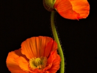 Blume, Mohn CRW_2962