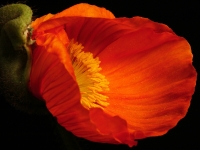 Blume, Mohn Mohn 1
