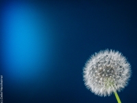 Blume, Pusteblume P5118286