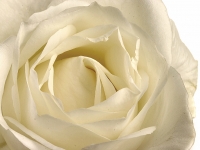 Blume, Rose IMG_0060a