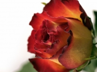 Blume, Rose IMG_9867b