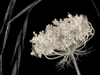 Blumen P7315644