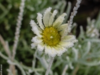 Blumen, Rauhreif PA206139
