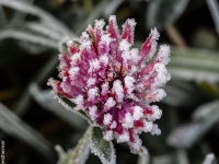Blumen, Rauhreif PA206141