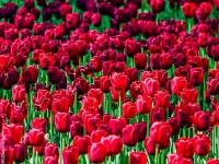 Blumen, Tulpe CRW_3146