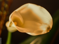 Bume, Calla IMG_2815