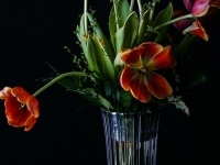 Bume IMG_7000