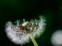 Bume, Pusteblume IMG_8133