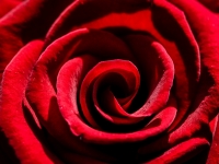 Bume, Rose IMG_8218