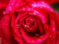 Bume, Rose IMG_8635