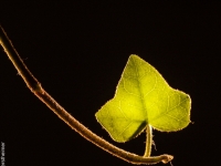 Efeu P7145501