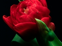 Tulpe