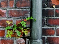 Mauerbluemchen IMG_0844