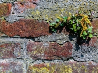 Mauerbluemchen IMG_5721