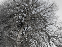Baum